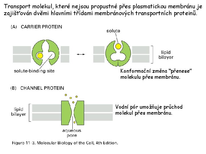 Transport molekul, které nejsou propustné přes plasmatickou membránu je zajišťován dvěmi hlavními třídami membránových