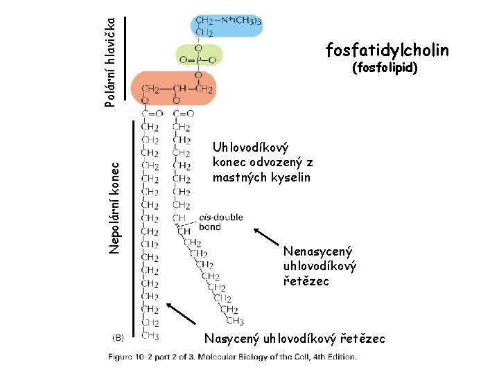 Polární hlavička Nepolární konec fosfatidylcholin (fosfolipid) Uhlovodíkový konec odvozený z mastných kyselin Nenasycený uhlovodíkový