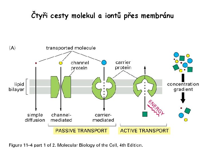 Čtyři cesty molekul a iontů přes membránu 