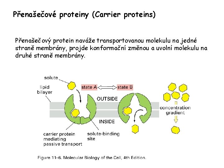 Přenašečové proteiny (Carrier proteins) Přenašečový protein naváže transportovanou molekulu na jedné straně membrány, projde