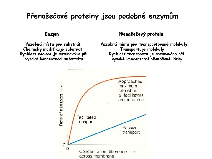 Přenašečové proteiny jsou podobné enzymům Enzym Vazebná místa pro substrát Chemicky modifikuje substrát Rychlost