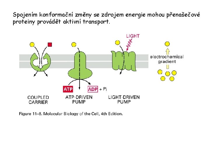Spojením konformační změny se zdrojem energie mohou přenašečové proteiny provádět aktivní transport. 