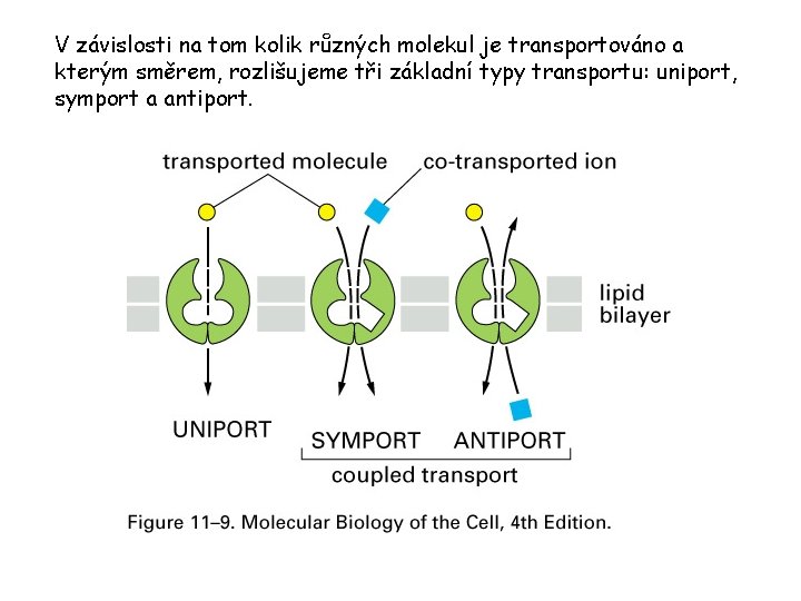 V závislosti na tom kolik různých molekul je transportováno a kterým směrem, rozlišujeme tři