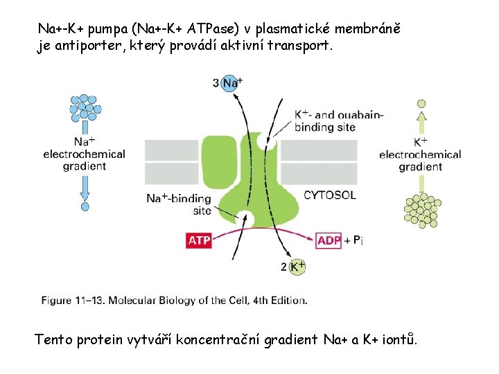 Na+-K+ pumpa (Na+-K+ ATPase) v plasmatické membráně je antiporter, který provádí aktivní transport. Tento