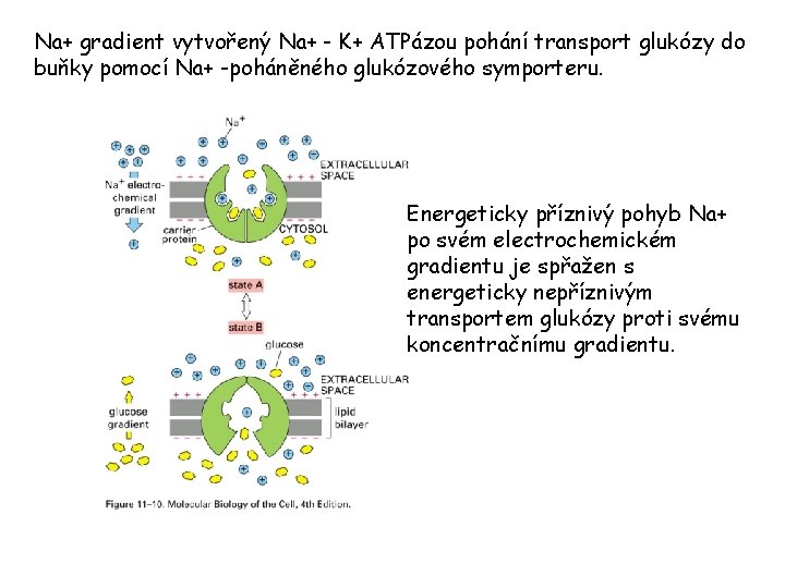 Na+ gradient vytvořený Na+ - K+ ATPázou pohání transport glukózy do buňky pomocí Na+