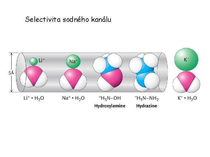 Selectivita sodného kanálu 