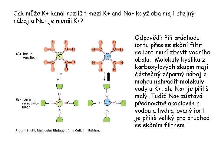 Jak může K+ kanál rozlišit mezi K+ and Na+ když oba mají stejný náboj