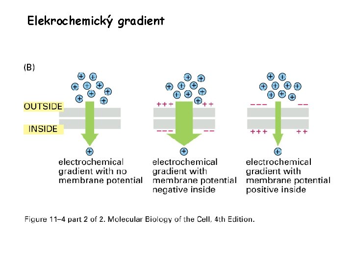 Elekrochemický gradient 