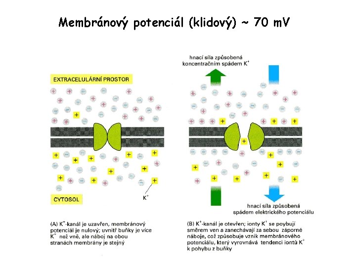 Membránový potenciál (klidový) ~ 70 m. V 