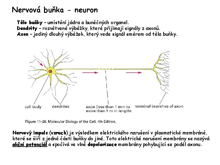 Nervová buňka - neuron Tělo buňky – umístění jádra a buněčných organel. Dendrity –