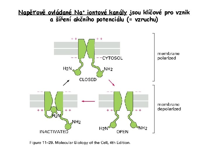 Napěťově ovládané Na+ iontové kanály jsou klíčové pro vznik a šíření akčního potenciálu (=