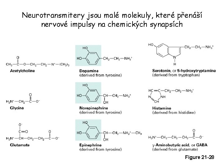 Neurotransmitery jsou malé molekuly, které přenáší nervové impulsy na chemických synapsích Figure 21 -28