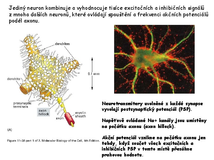 Jediný neuron kombinuje a vyhodnocuje tisíce excitačních a inhibičních signálů z mnoha dalších neuronů,