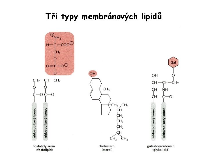 Tři typy membránových lipidů 