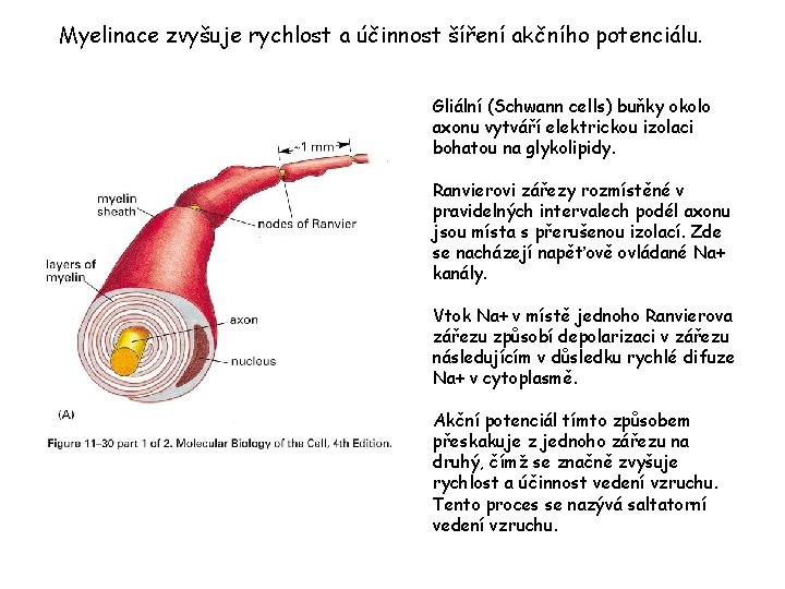 Myelinace zvyšuje rychlost a účinnost šíření akčního potenciálu. Gliální (Schwann cells) buňky okolo axonu