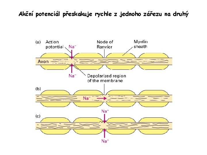 Akční potenciál přeskakuje rychle z jednoho zářezu na druhý 