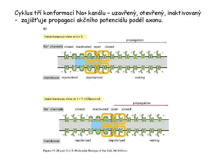 Cyklus tří konformací Na+ kanálu – uzavřený, otevřený, inaktivovaný - zajišťuje propagaci akčního potenciálu