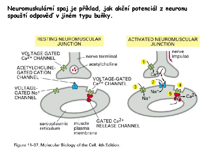 Neuromuskulární spoj je příklad, jak akční potenciál z neuronu spouští odpověď v jiném typu