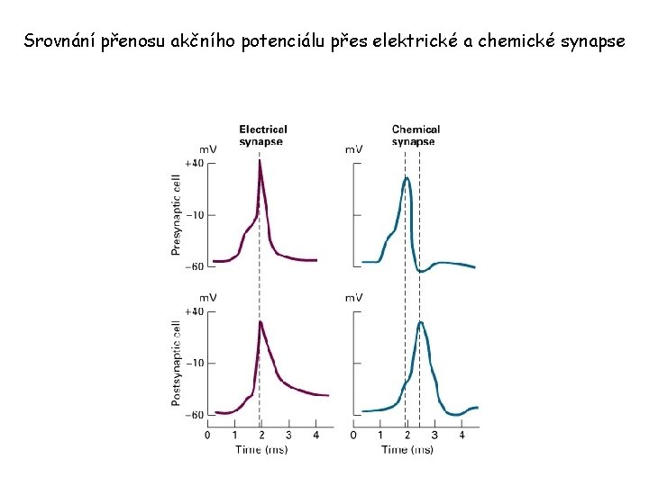 Srovnání přenosu akčního potenciálu přes elektrické a chemické synapse 