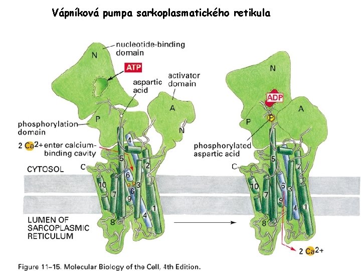 Vápníková pumpa sarkoplasmatického retikula 