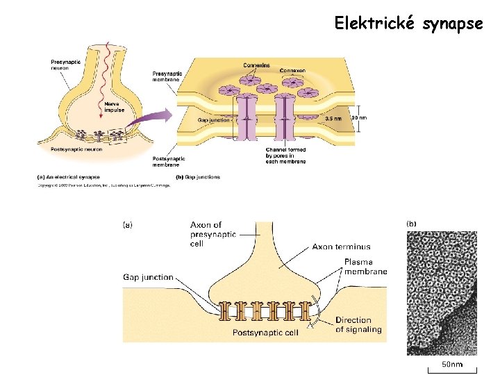 Elektrické synapse 