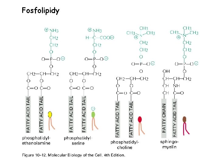 Fosfolipidy 