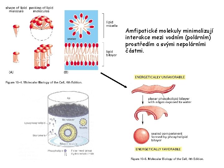 Amfipatické molekuly minimalizují interakce mezi vodním (polárním) prostředím a svými nepolárními částmi. 