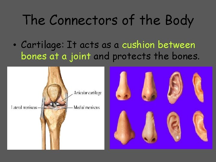 The Connectors of the Body • Cartilage: It acts as a cushion between bones