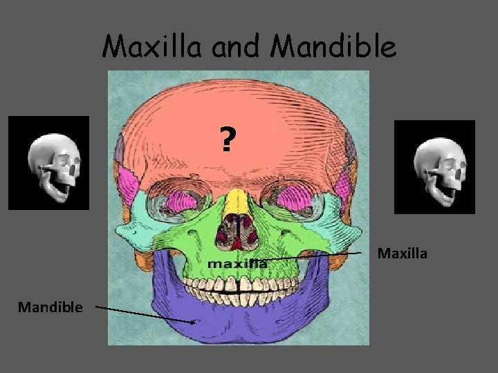 Maxilla and Mandible ? Maxilla Mandible 