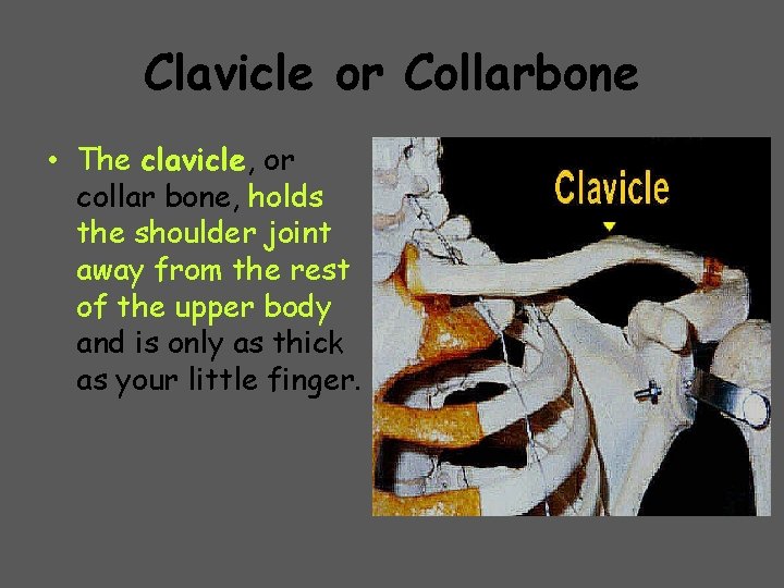 Clavicle or Collarbone • The clavicle, or collar bone, holds the shoulder joint away