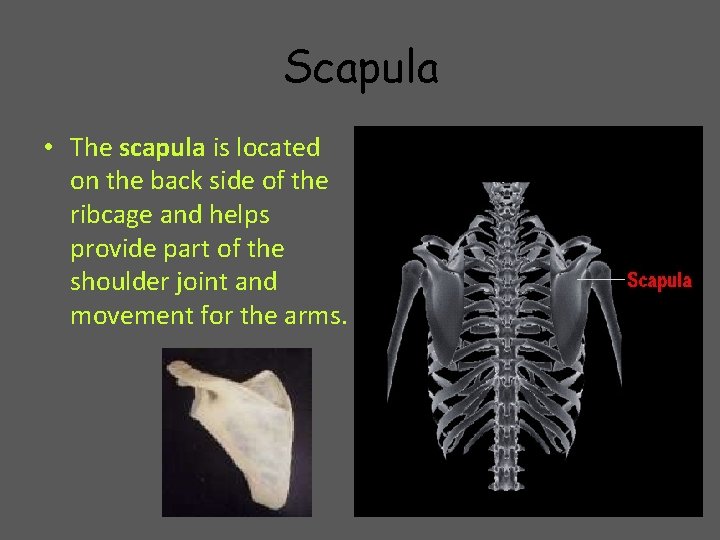Scapula • The scapula is located on the back side of the ribcage and