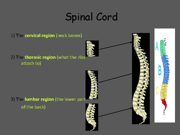 Spinal Cord 1) The cervical region (neck bones) 2) The thorasic region (what the