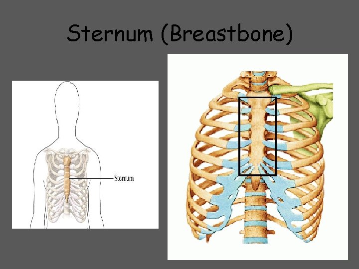 Sternum (Breastbone) 