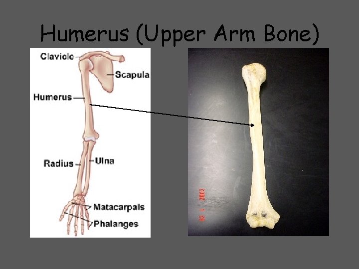 Humerus (Upper Arm Bone) 