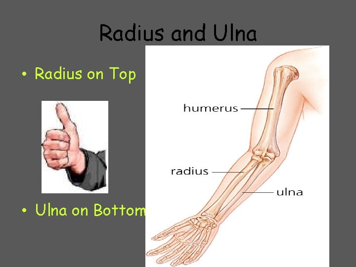Radius and Ulna • Radius on Top • Ulna on Bottom 