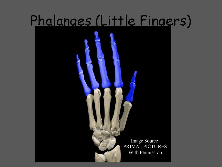 Phalanges (Little Fingers) 