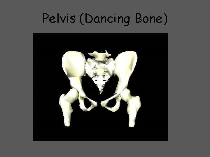 Pelvis (Dancing Bone) 