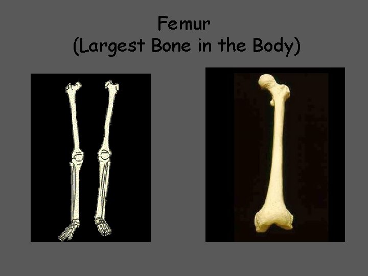 Femur (Largest Bone in the Body) 