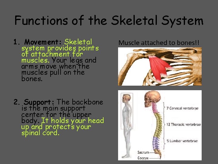 Functions of the Skeletal System 1. Movement: Skeletal system provides points of attachment for