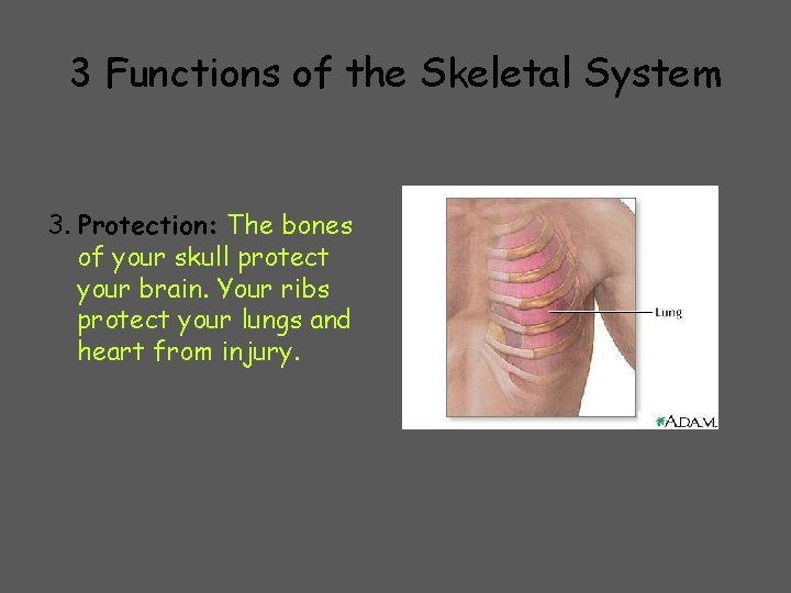 3 Functions of the Skeletal System 3. Protection: The bones of your skull protect