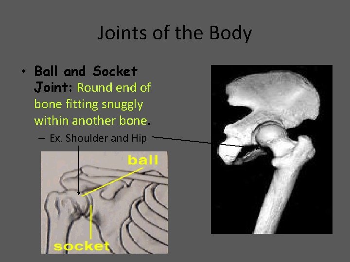 Joints of the Body • Ball and Socket Joint: Round end of bone fitting