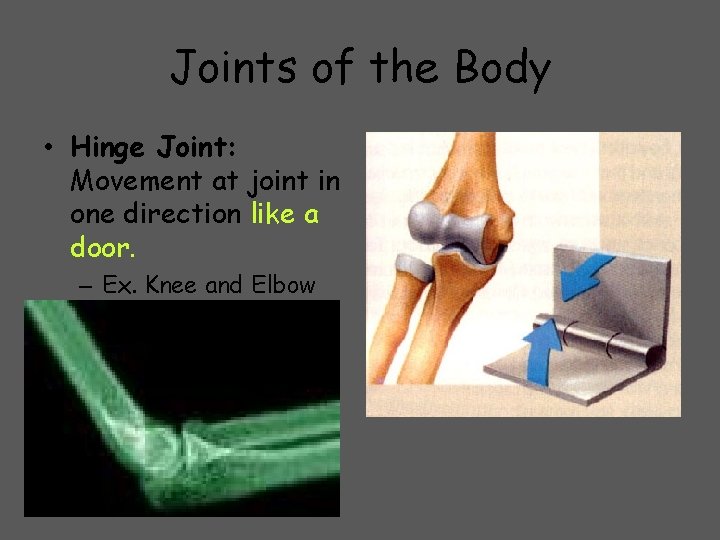 Joints of the Body • Hinge Joint: Movement at joint in one direction like