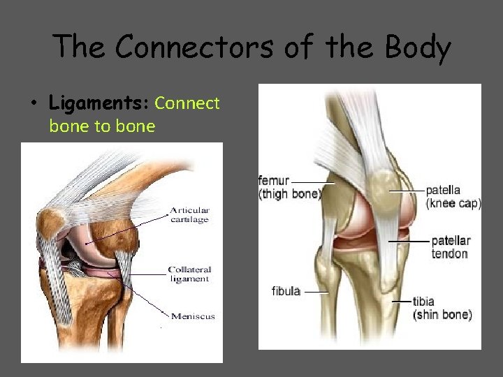 The Connectors of the Body • Ligaments: Connect bone to bone 