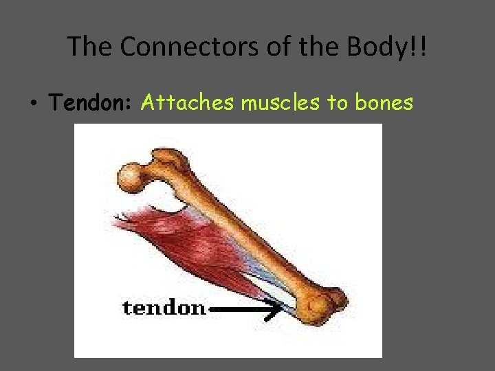 The Connectors of the Body!! • Tendon: Attaches muscles to bones 