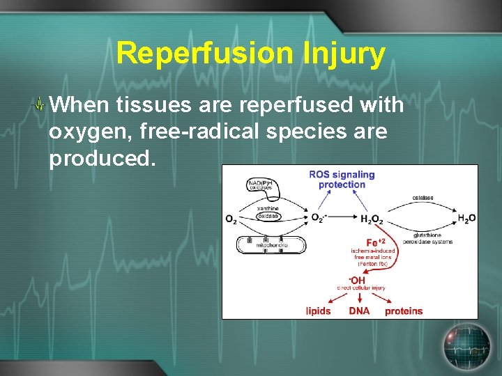 Reperfusion Injury When tissues are reperfused with oxygen, free-radical species are produced. 