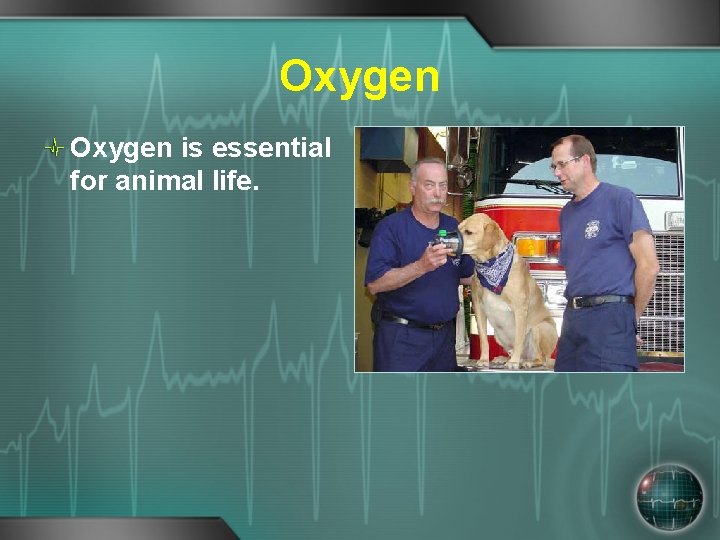 Oxygen is essential for animal life. 