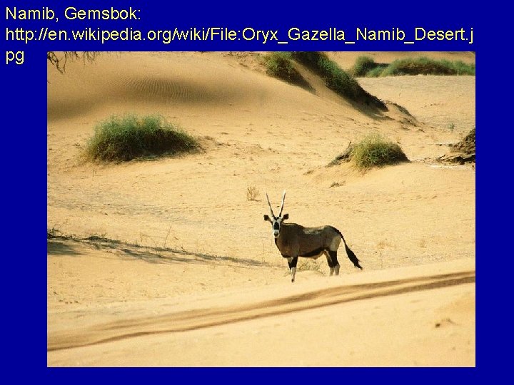 Namib, Gemsbok: http: //en. wikipedia. org/wiki/File: Oryx_Gazella_Namib_Desert. j pg 