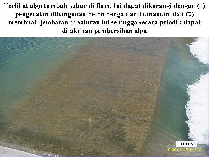 Terlihat alga tumbuh subur di flum. Ini dapat dikurangi dengan (1) pengecatan dibangunan beton