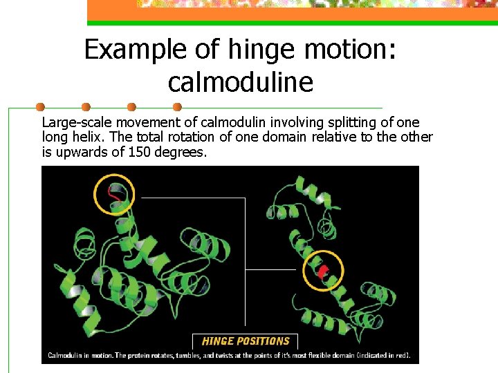 Example of hinge motion: calmoduline Large-scale movement of calmodulin involving splitting of one long