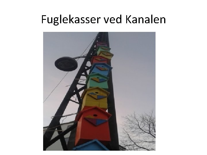 Fuglekasser ved Kanalen 